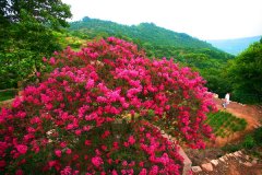 ��ʯɽ��ɫ������