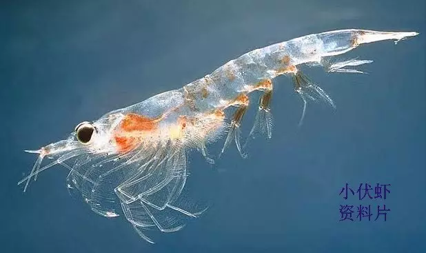 ��ɽС��Ϻ~�ʹ���ζ